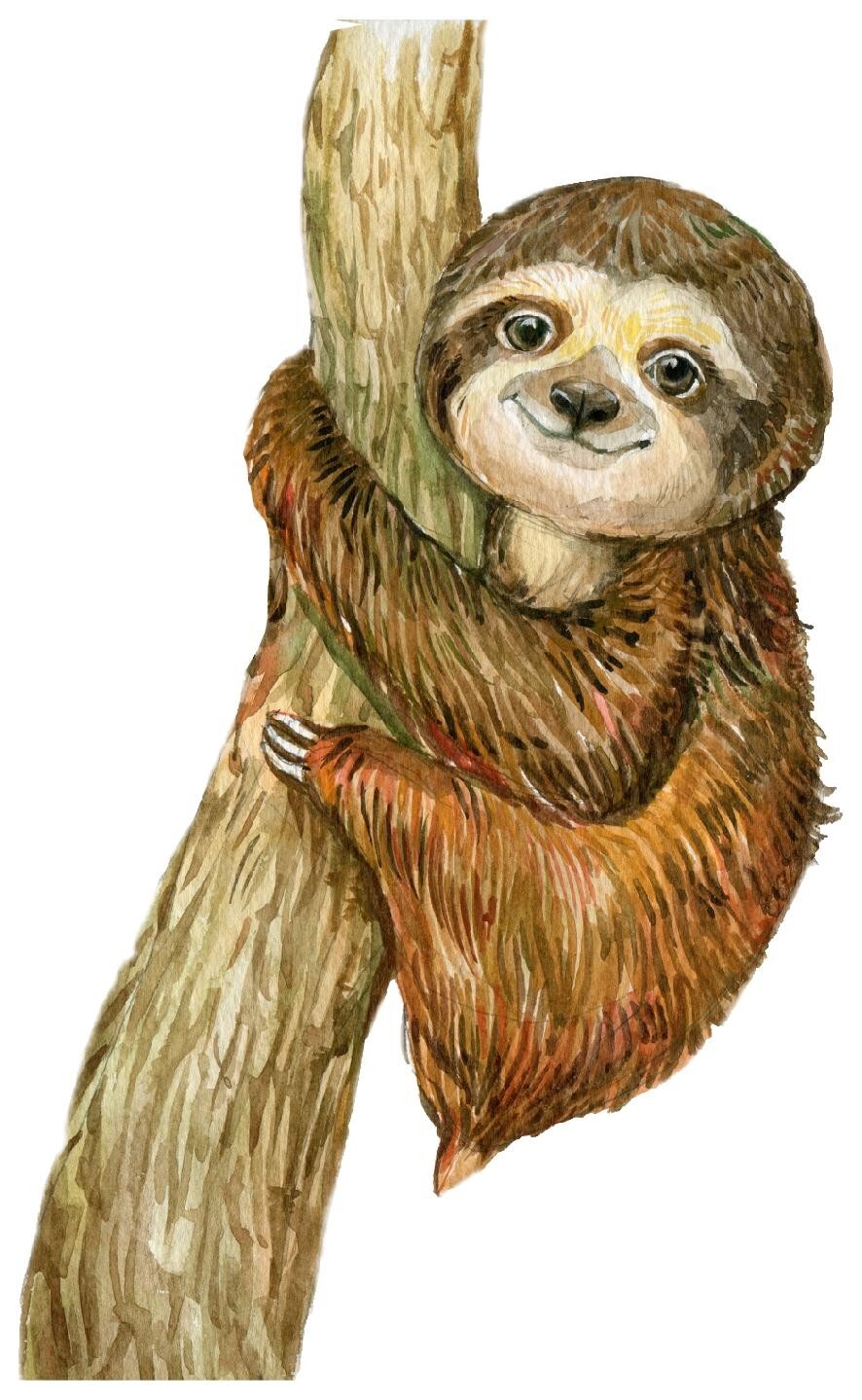 Sloth Hanging Out Sticker Amazing and Unique Design Smooth Laptop Sticker Decor