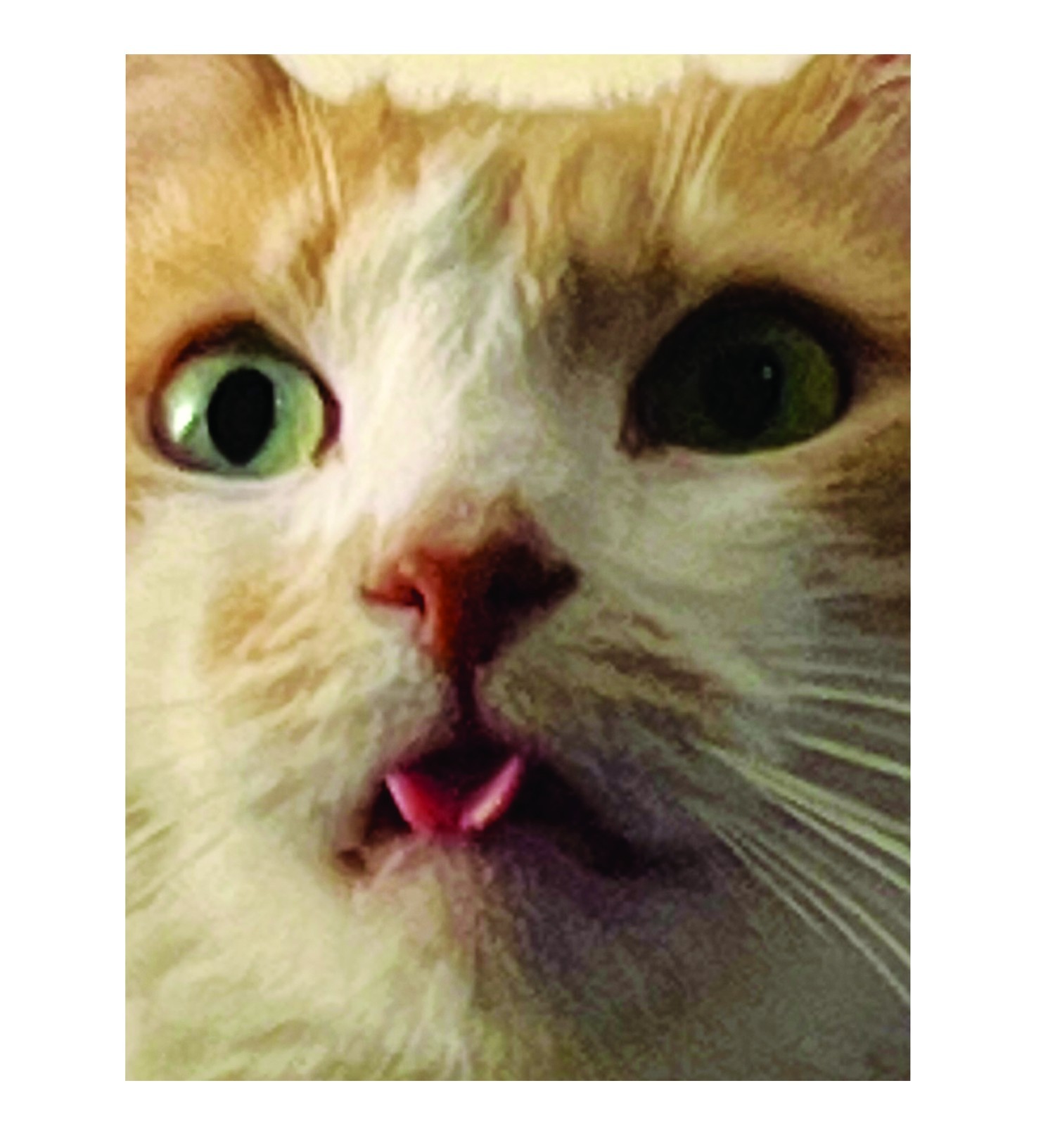 GUSTAVO THE CAT Vinyl – Sticker – Decal – Dye Cut – Weatherproof – Funny