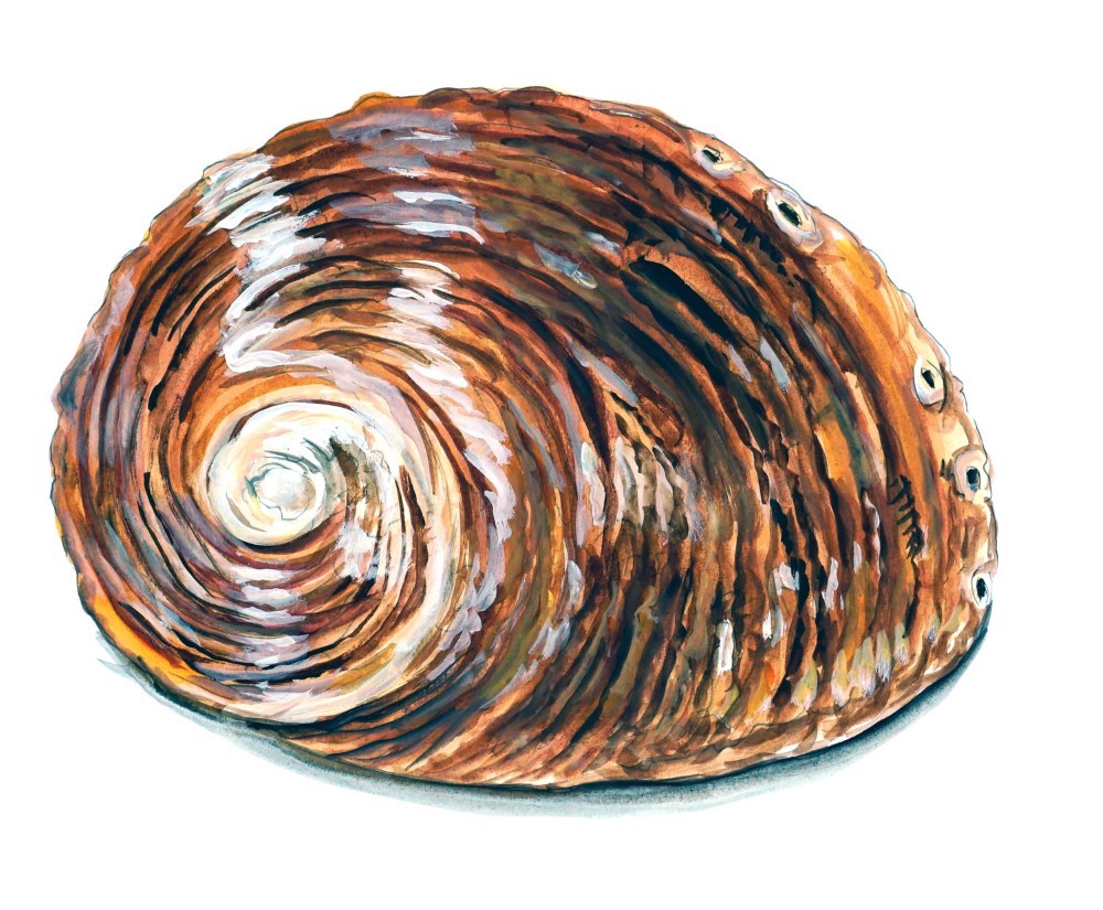 Decal Vinyl Sticker Abalone Shell – Printed Vinyl Decal Made in USA