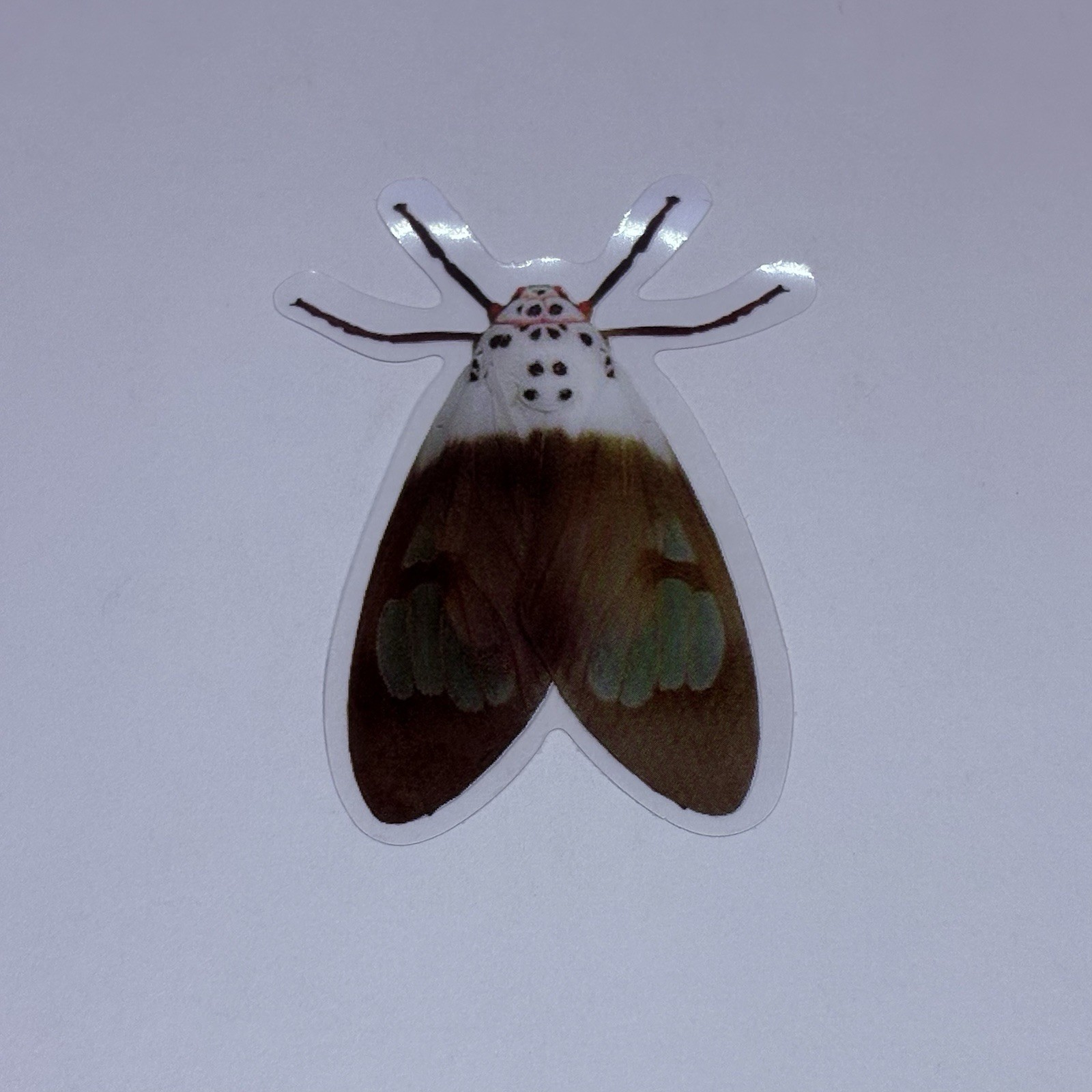 Amerila Crokeri Moth Sticker Realistic Insect Art Transparent Decal Vinyl Tc9