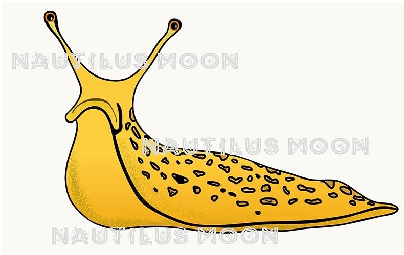 Grumpy Banana Slug Fun Sticker Die-Cut 2 x 3″ – Free Shipping