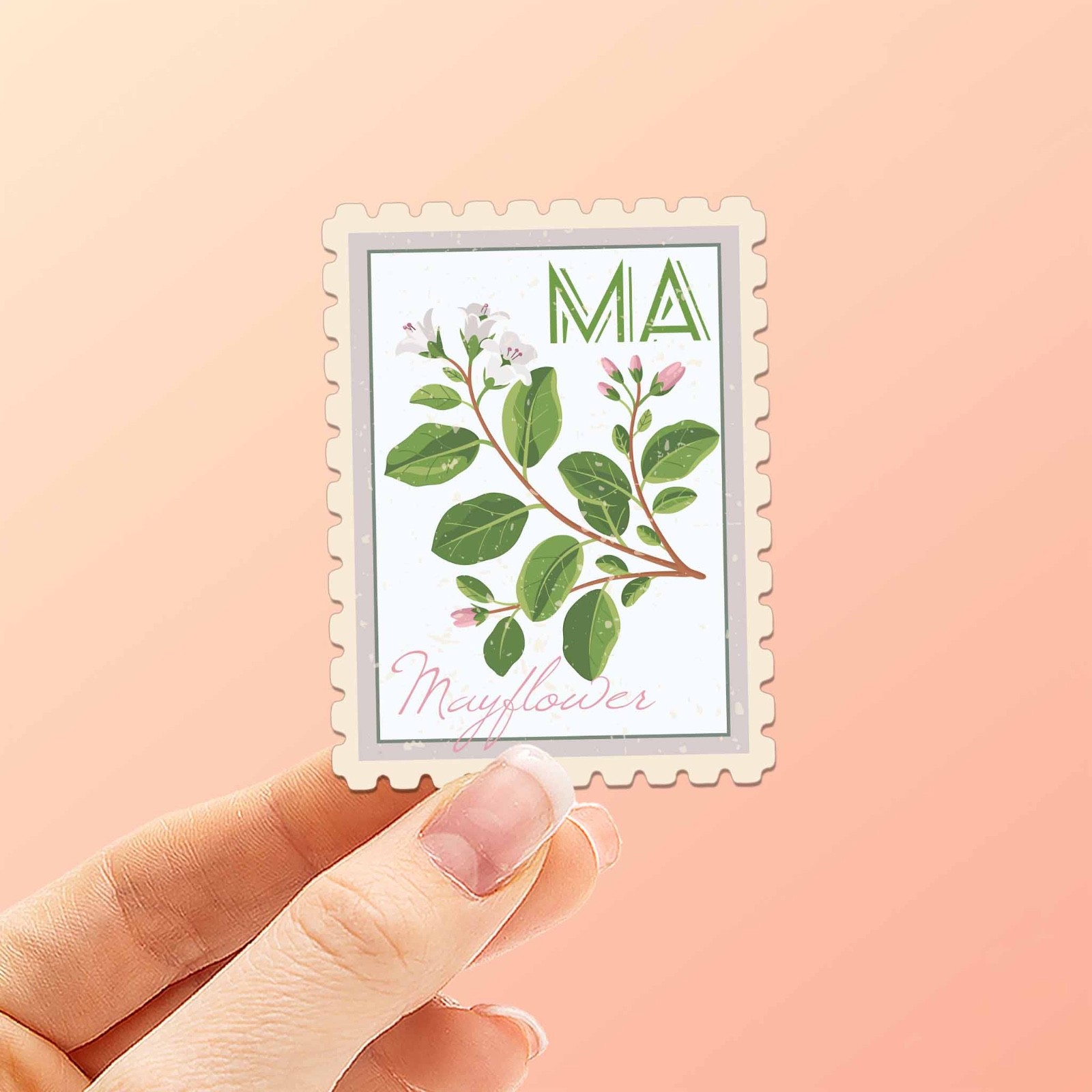 Massachusetts State Flower Mayflower Sticker – MA Vintage Stamp Decal
