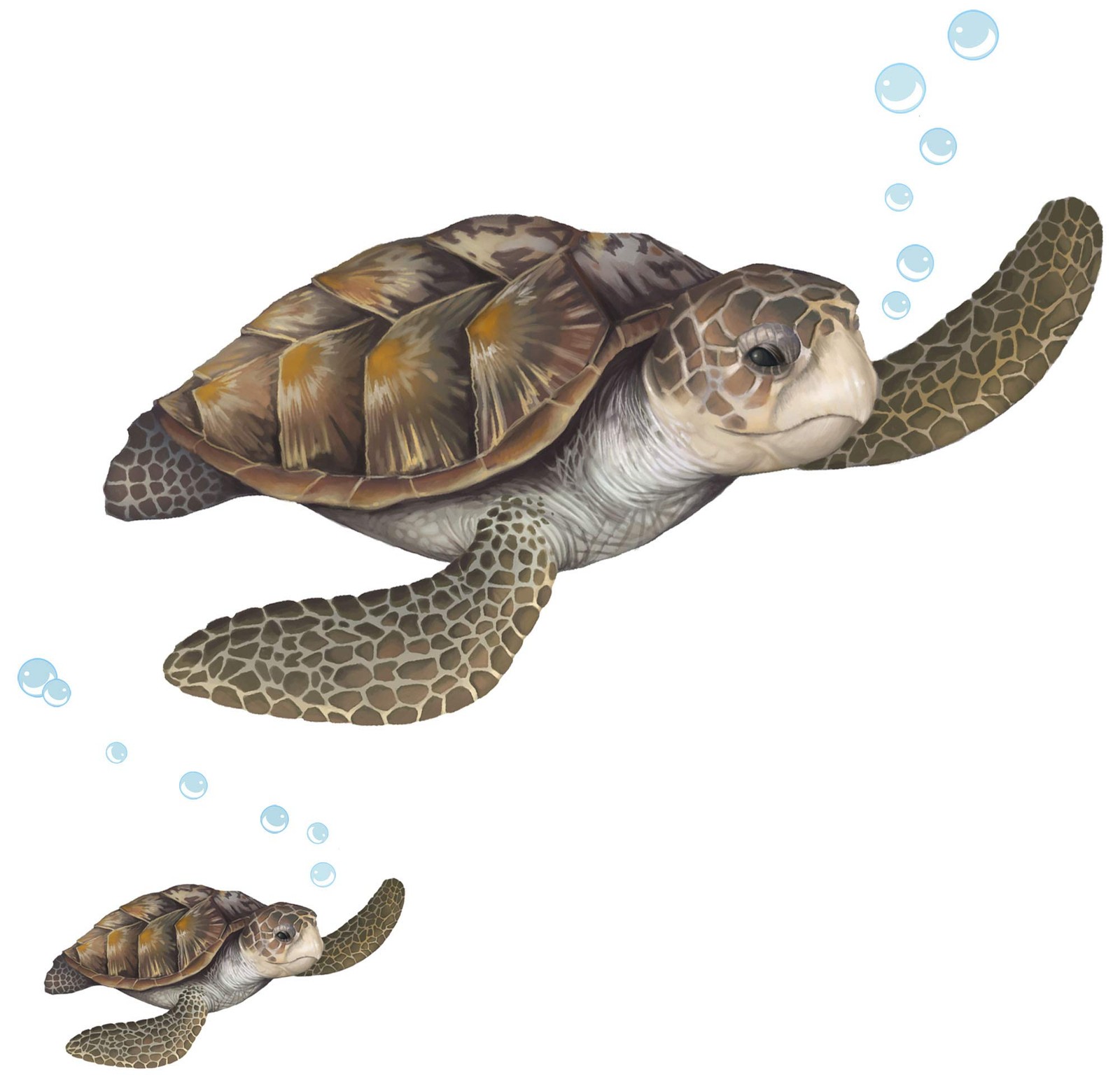 Sea Turtle Wall Decal ~Ocean Undersea Animal Tortoise Wall Sticker for Kids Room