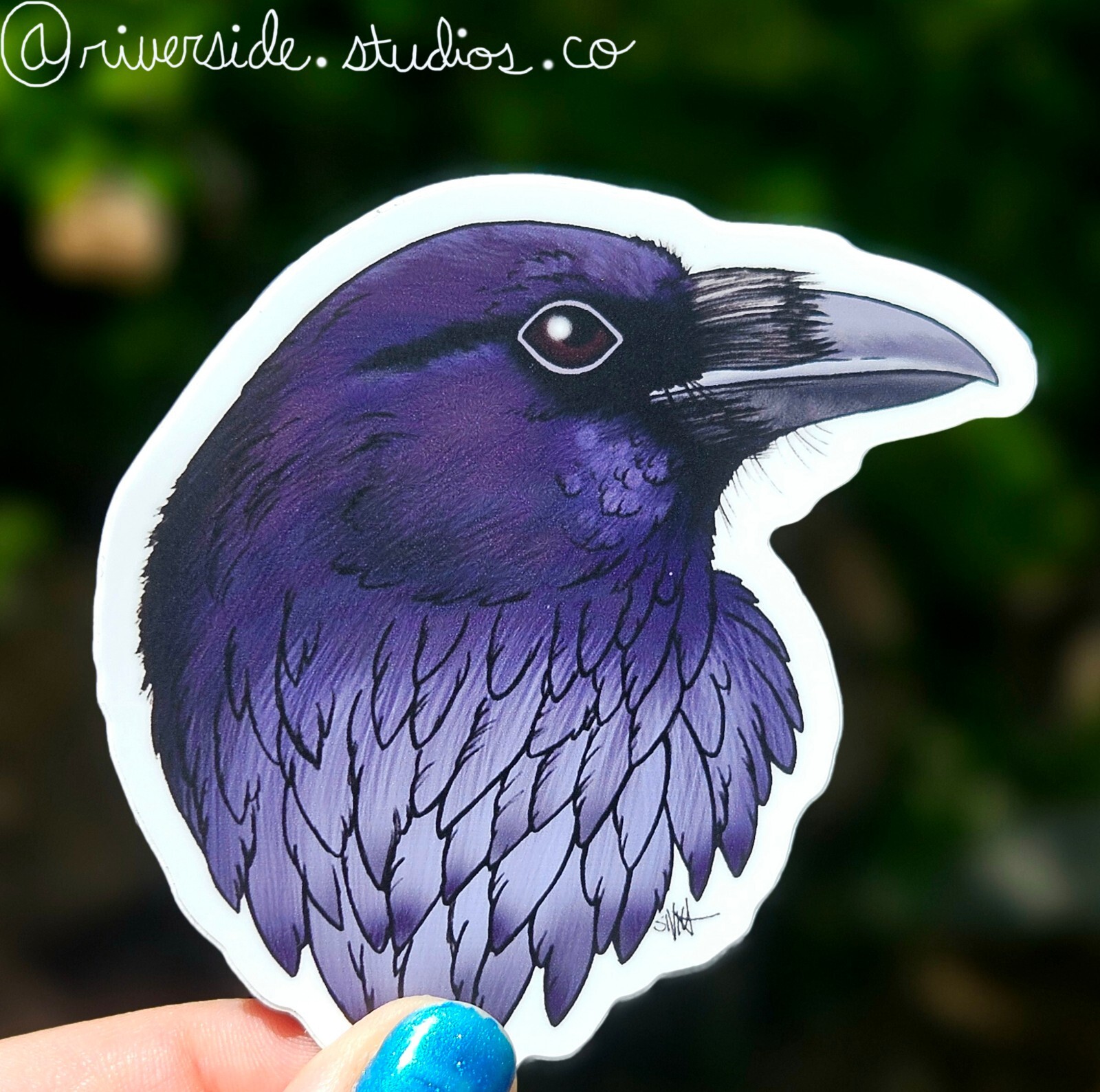 American Crow Vinyl Sticker 3″ Original Art Bird Animal