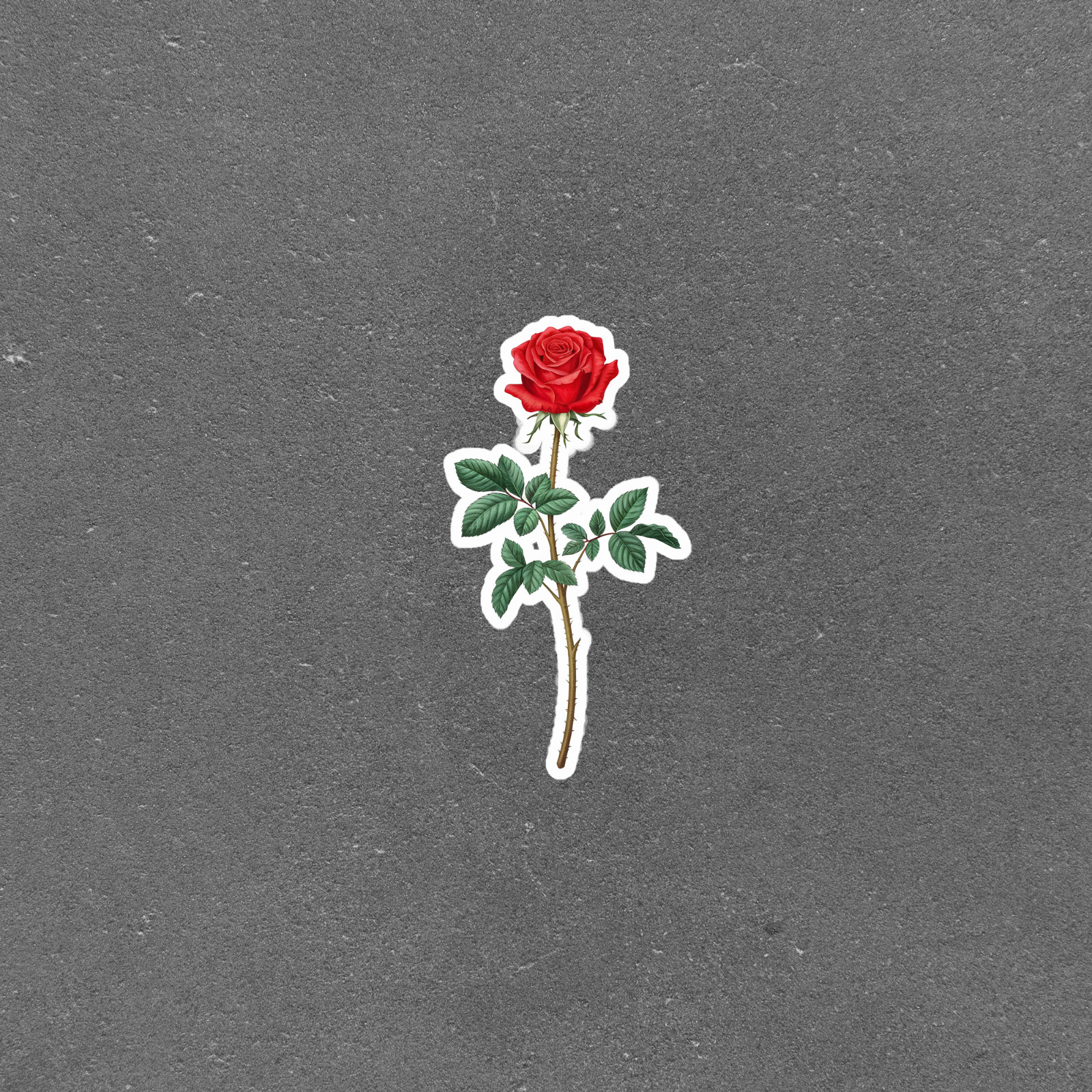 Realistic Red Rose Flower Sticker – Botanical Illustration Decal #4628