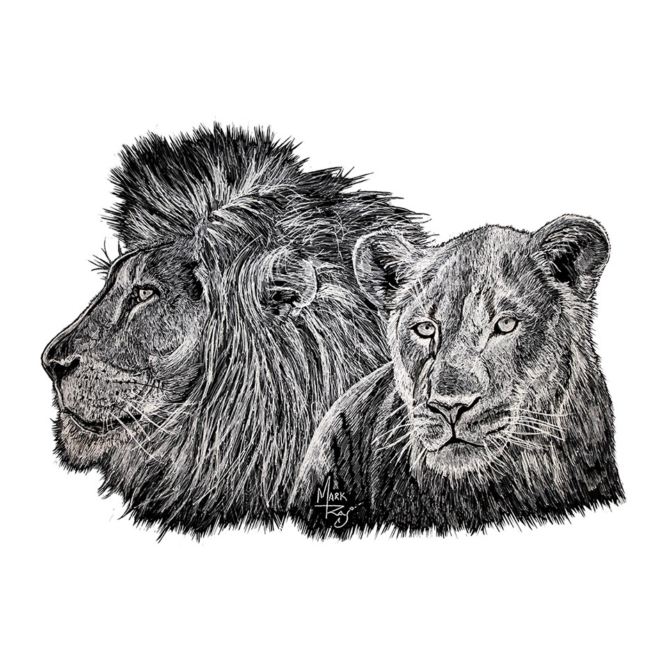 Lions – Pen & Ink Artwork – Printed Vinyl Decal for Car Truck SUV ATV RV