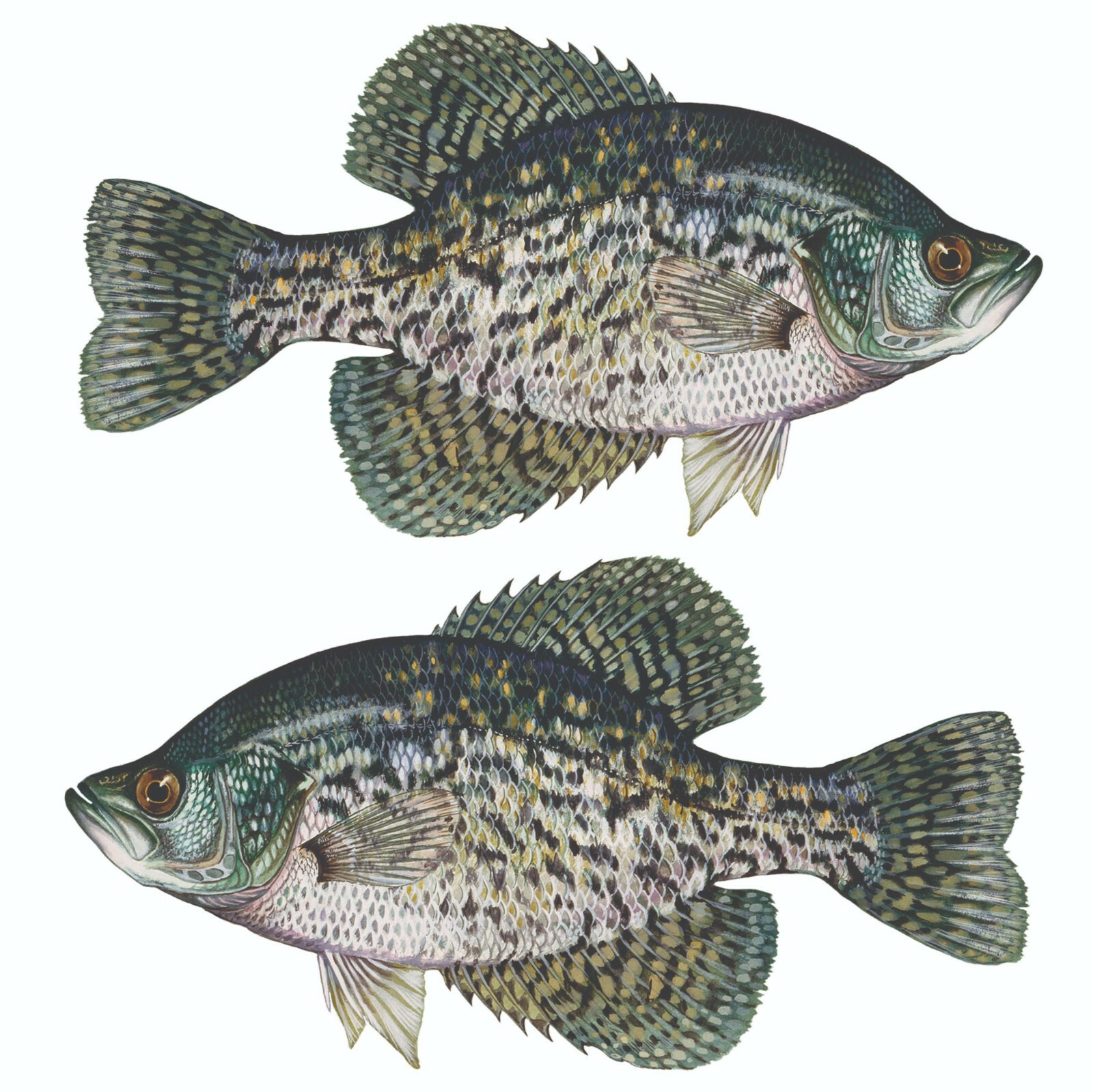 Black Crappie Sticker, Decal, Bumper Sticker Truck, Fishing, Boat Stickers 2/pk