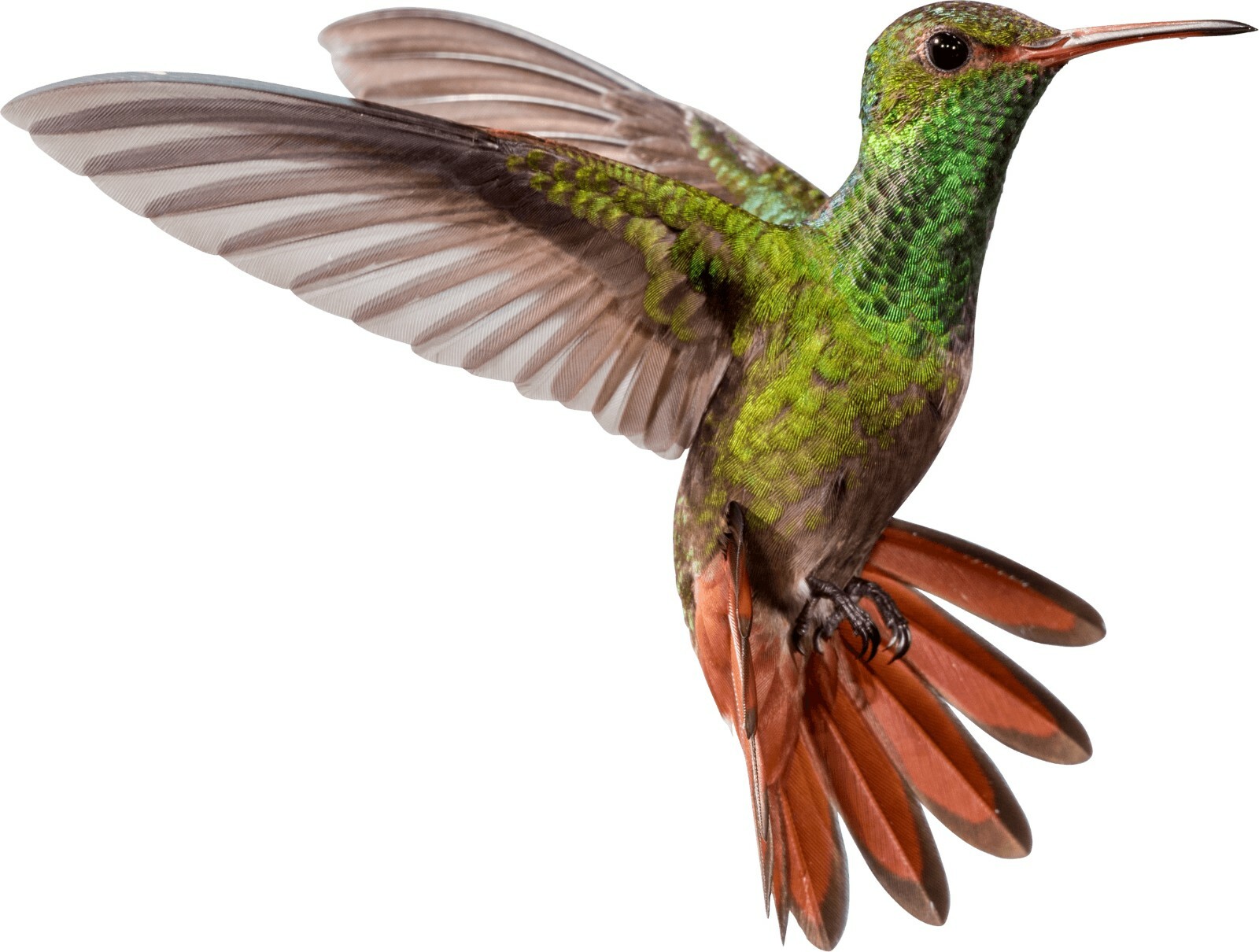3″ Sized 6pcs Hummingbird Bird Window or Wall Vinyl Decals