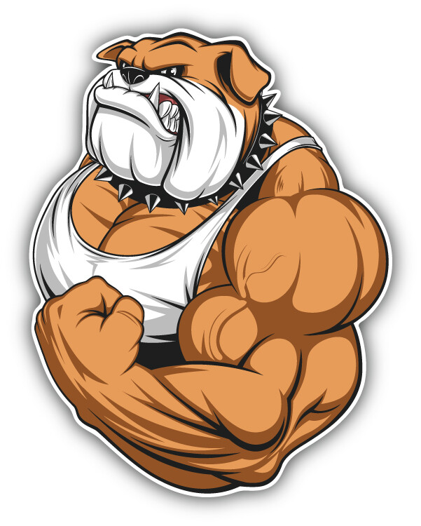 Muscular Bulldog Car Bumper Sticker Decal «SIZES»