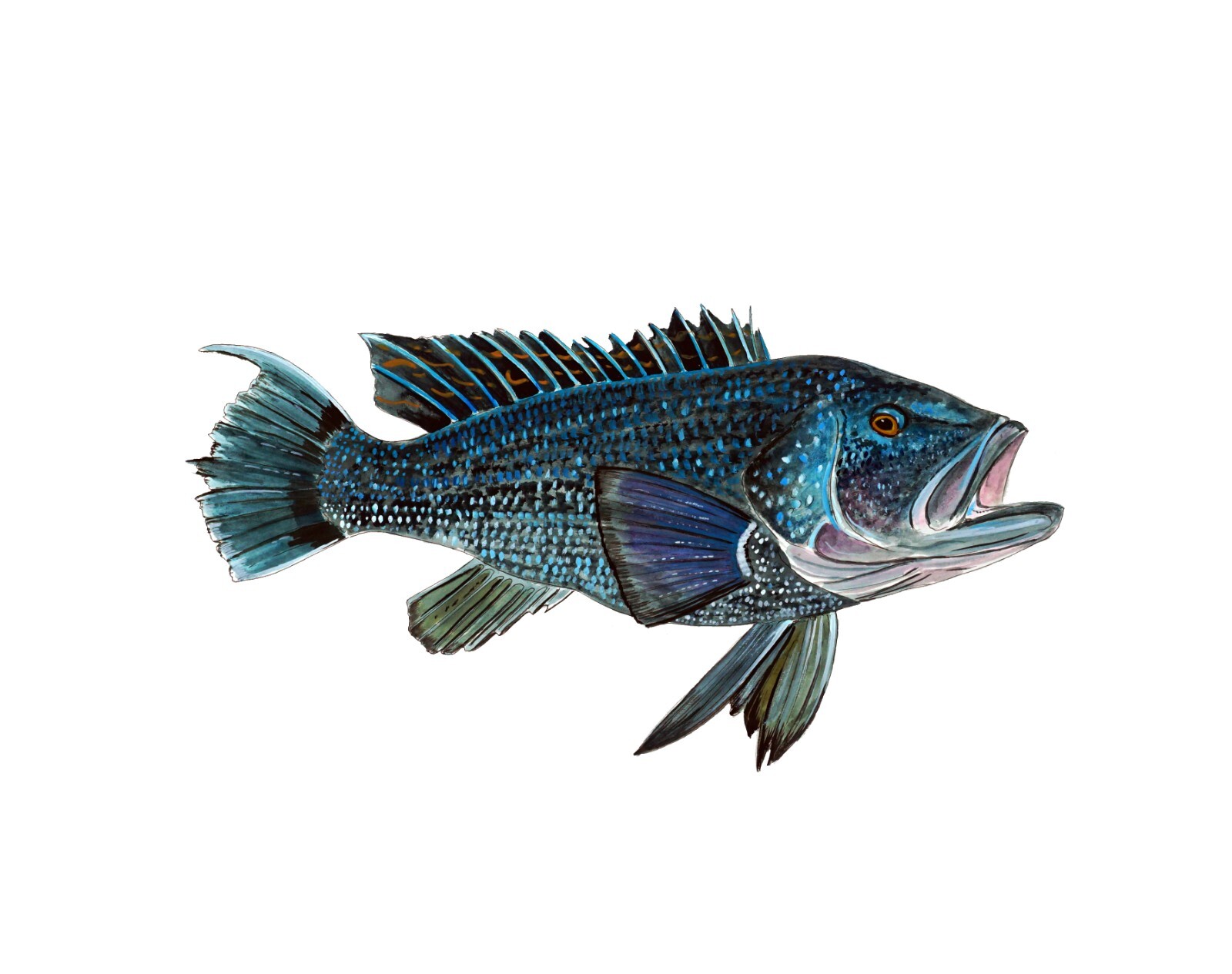 Black Sea Bass Grouper Fish Vinyl Decal Sticker Truck Boat Car Cooler Cup Tablet