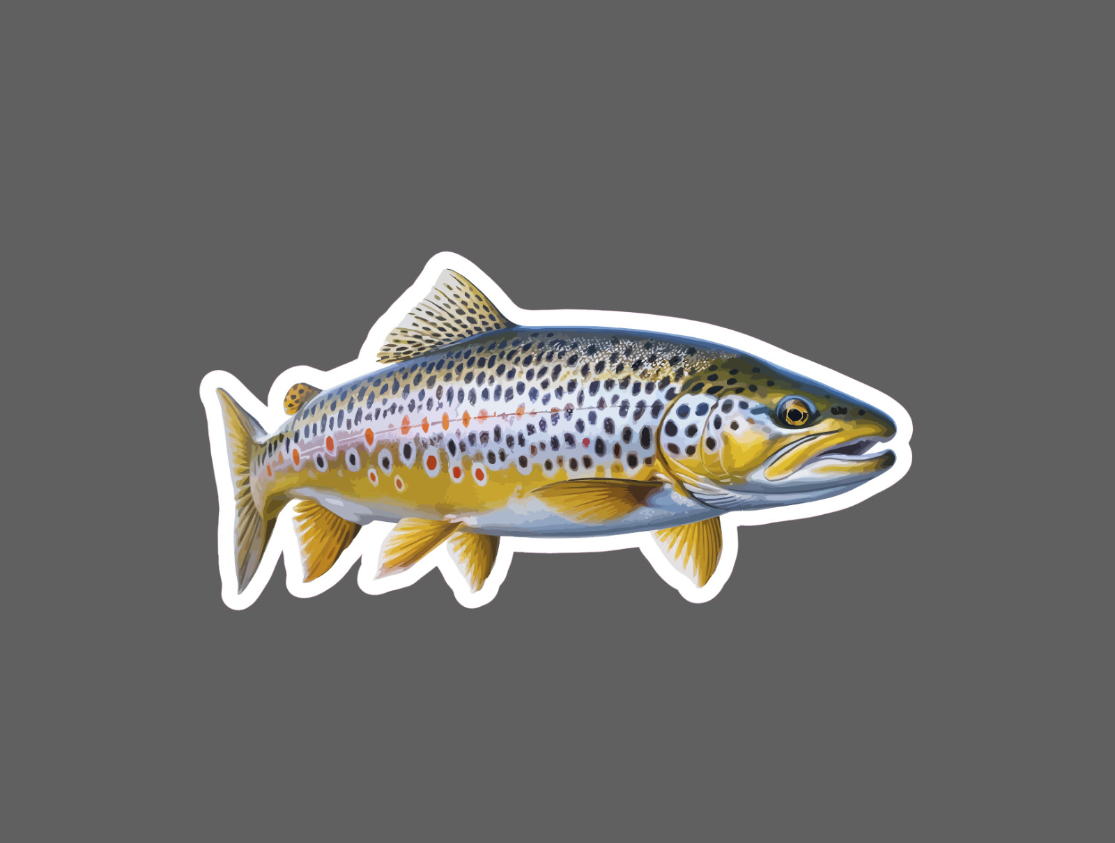 Brown Trout Sticker Fish Outdoor Wildlife Nature Gift Waterproof NEW