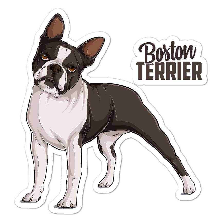 Boston Terrier, Vinyl Decal Sticker, Indoor Outdoor, 3 Sizes, #8115