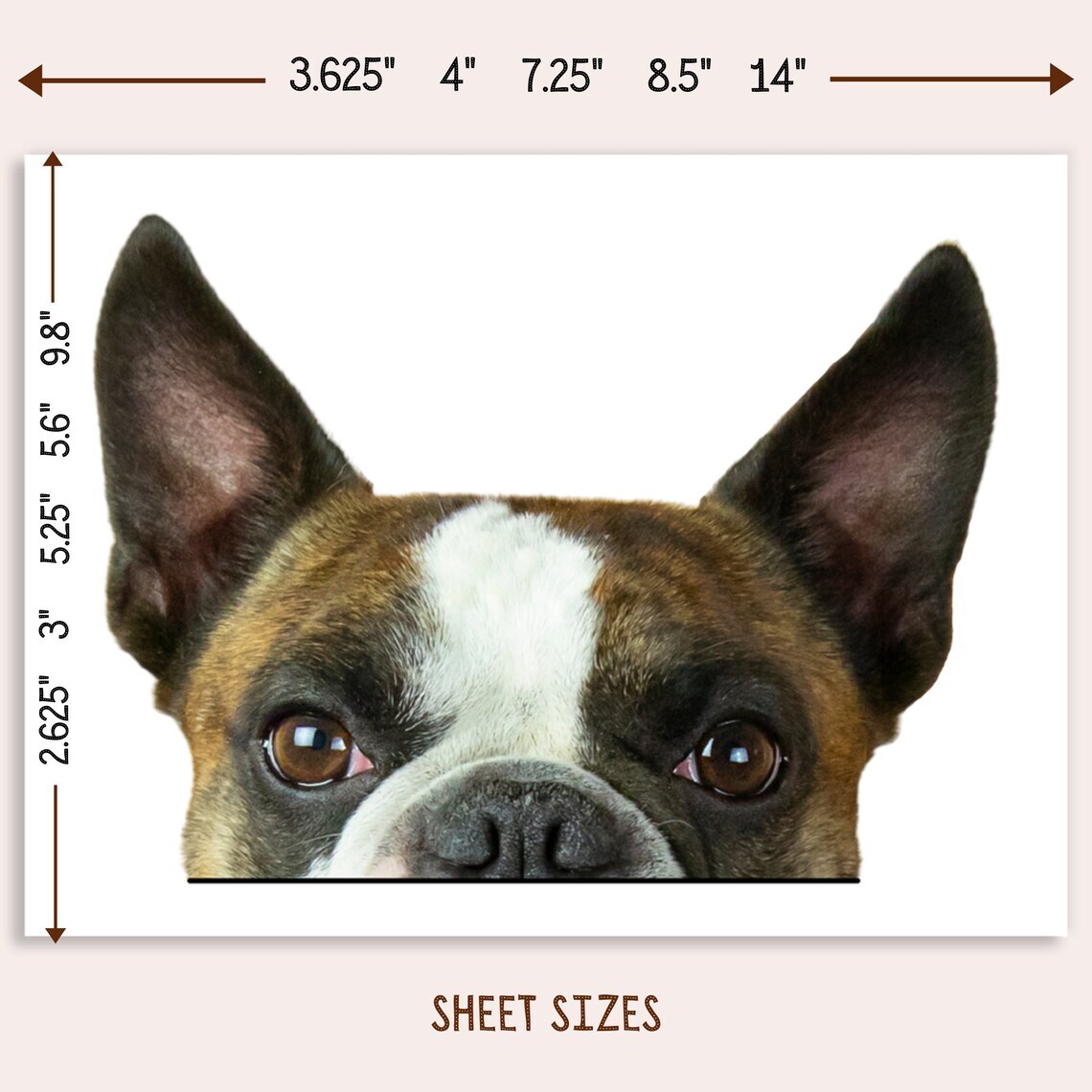 Boston Terrier Car Sticker Peeking Realistic Brindle Dog Head Face Decal Bumper